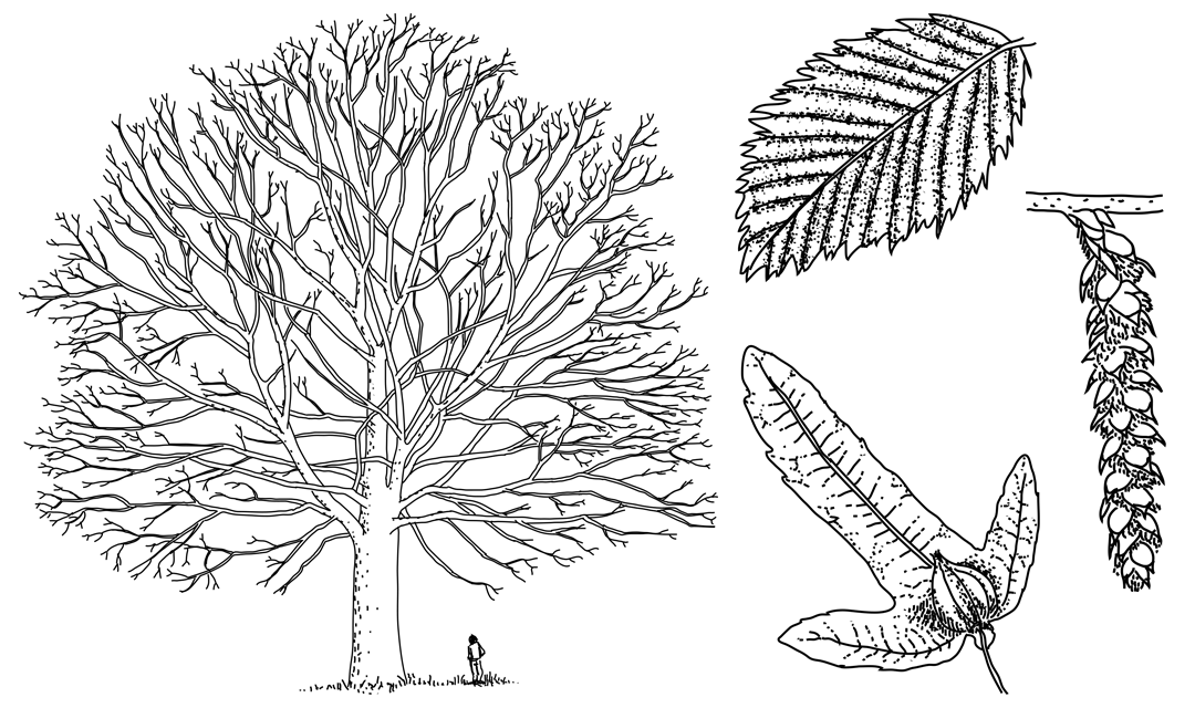 Arbres — Jardins de Toulouse